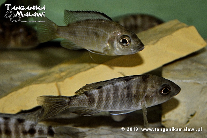 Aulonocara koningsi 'Mbenji Island'